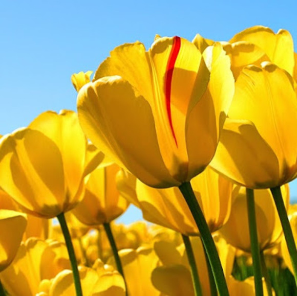 Meet your Posher, Sarah - Picture 1 of 1